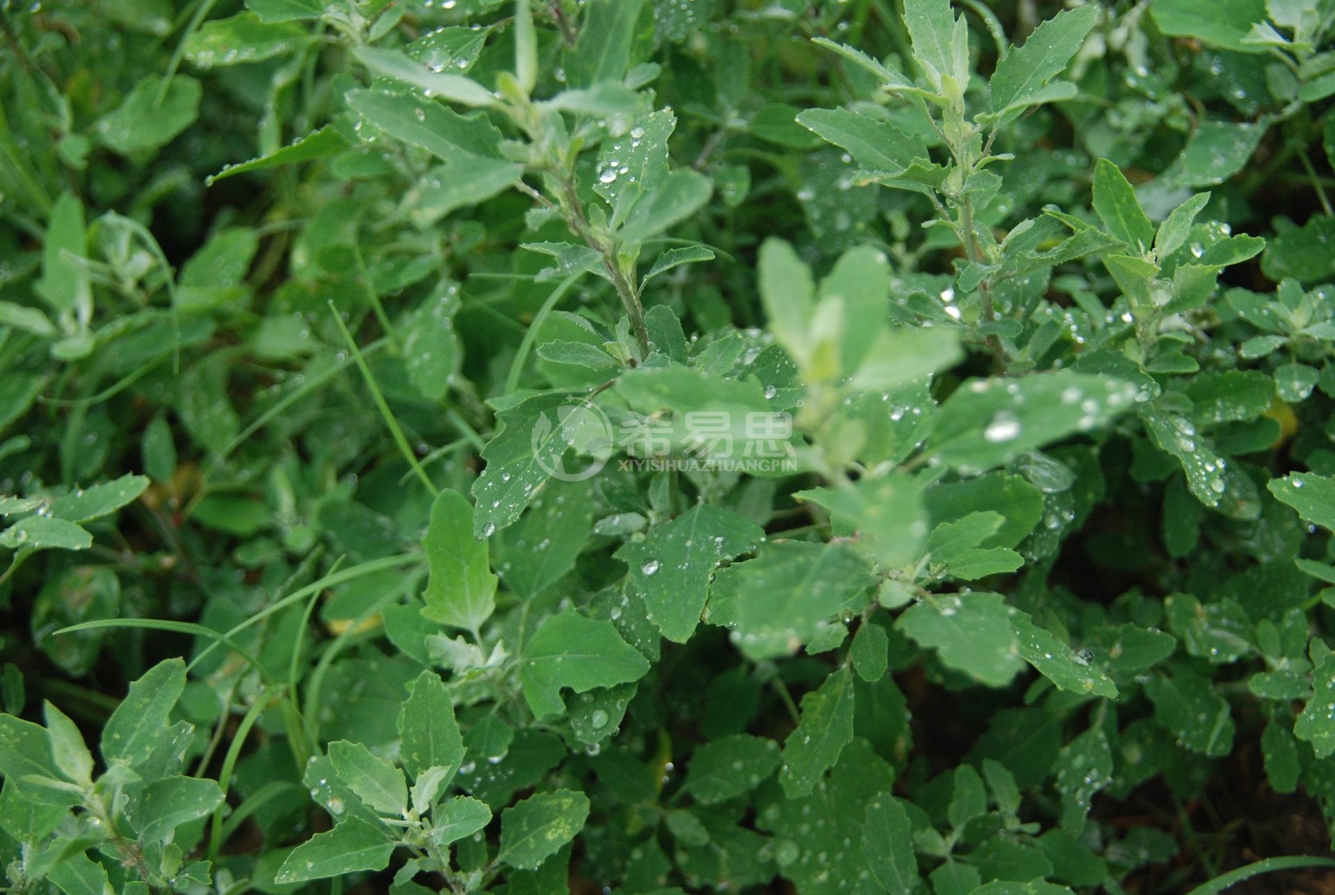 火龙果是光敏性食物吗 光敏性食物有哪些？光敏性食物水果有哪些