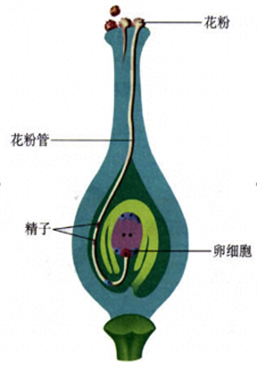 植物分生区细胞形状_植物细胞的形状包括哪些_植物细胞形状主要由什么决定