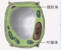 植物细胞的形状包括哪些_植物分生区细胞形状_植物细胞形状主要由什么决定