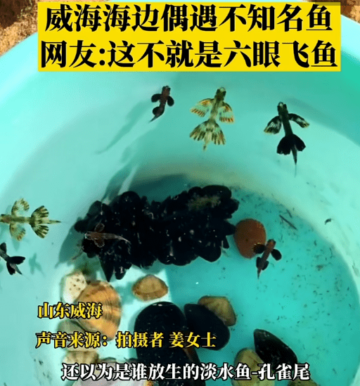 海神海蛞蝓被扎到说不定就有生命危险