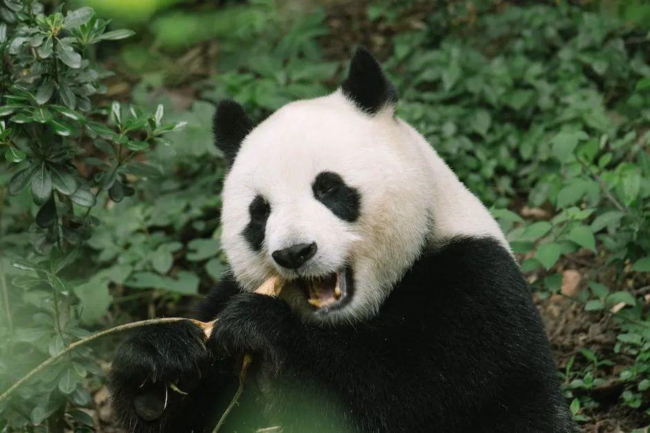 有一种动物叫土钻 大熊猫的古名之谜：为什么被称为食铁兽？