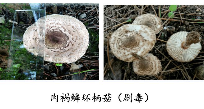 彩色的毒蘑菇_彩色的蘑菇有没有毒_彩色的蘑菇有毒