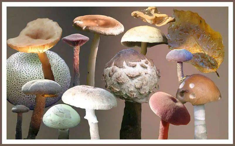 彩色的蘑菇有毒_彩色的毒蘑菇_彩色的蘑菇有没有毒
