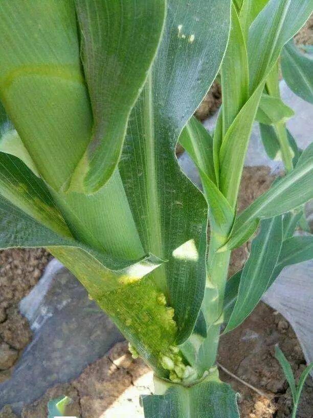 玉米粗缩病的传播途径_玉米粗缩病是什么传播的_持久性传毒 玉米粗缩病