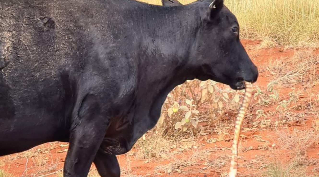 动植物的食物链图片 澳洲素食动物牛，竟然出现吃蛇现象，地球食