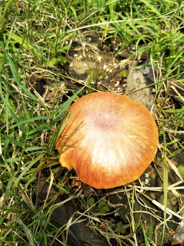 彩色的蘑菇有没有毒 别乱采食！它们可不能“惹” 常见的6种有