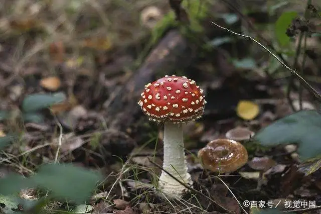 有毒蘑菇颜色_彩色的蘑菇有没有毒_彩色的蘑菇有毒
