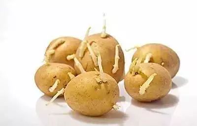 发芽马铃薯中毒的毒物是_发芽的马铃薯中含有哪种有毒物质_发芽马铃薯含有的有毒物质为
