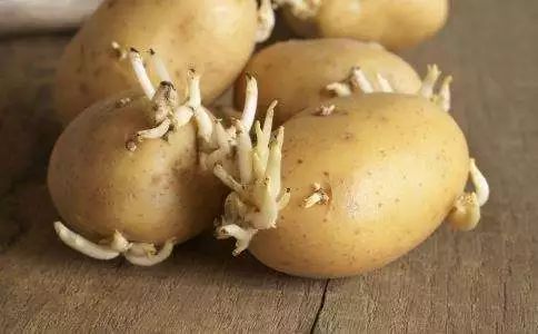 发芽的马铃薯中含有哪种有毒物质_发芽马铃薯中有毒成分主要是_发芽马铃薯中毒的毒物是