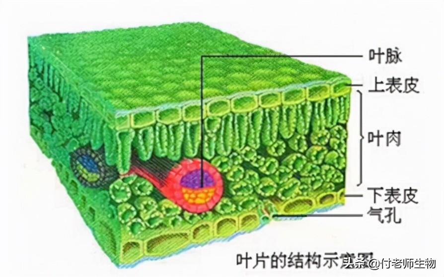 消化腔由什么细胞围成_水螅消化腔是由什么细胞所围成的空腔_腔肠动物消化腔