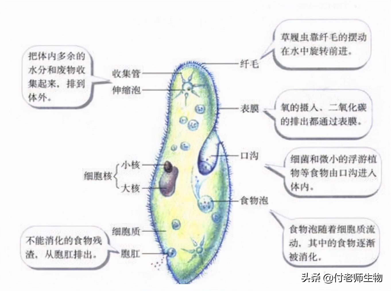 腔肠动物消化腔_水螅消化腔是由什么细胞所围成的空腔_消化腔由什么细胞围成