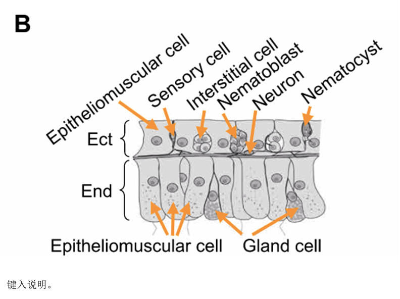 腔肠动物的细胞内消化_水螅消化腔是由什么细胞所围成的空腔_消化腔由什么细胞围成