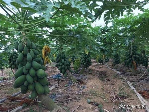 中国转基因水果有哪些 国内唯一转基因水果，无奈允许种植，还常