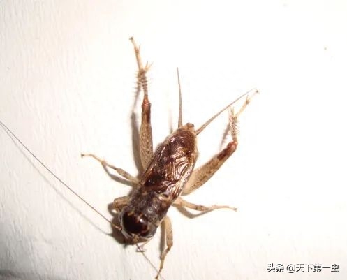 地毯易出现的虫子图片 蟋蟀故事：虫王紫牙紫