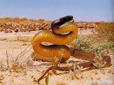 世界上没有毒性的蛇 世界上最毒的蛇，毒性是眼镜王蛇的200倍