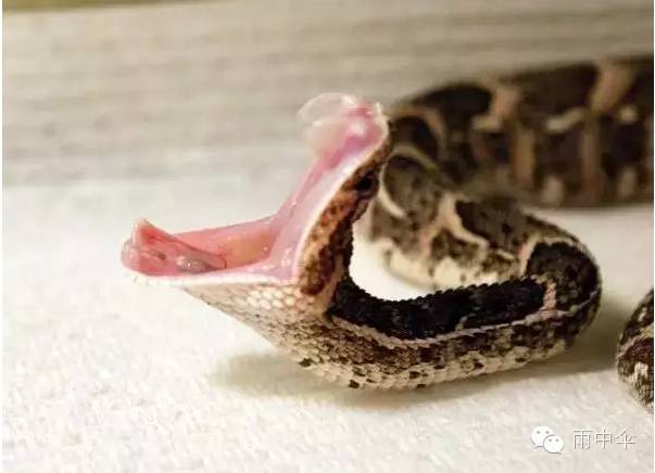 世界上没有毒性的蛇 世界上最毒的12种蛇 ,小心