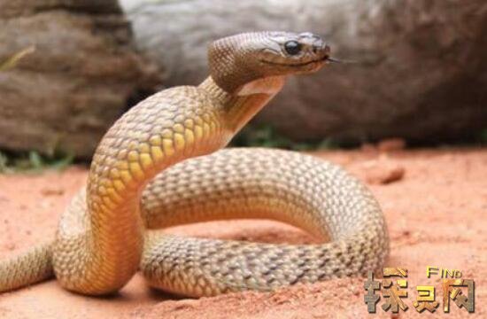 世界上没有毒性的蛇 世界上最毒的蛇排名，东部拟眼镜蛇毒性强烈
