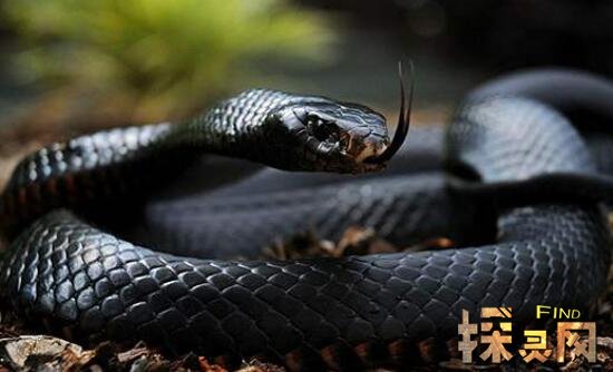 毒性最强的蛇是什么蛇_世界上没有毒性的蛇_世界最长的蛇有多少米