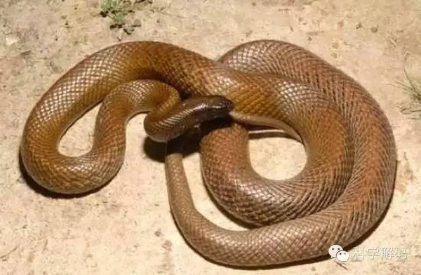 世界上没有毒性的蛇 组图：盘点世界上十种毒性最强的蛇