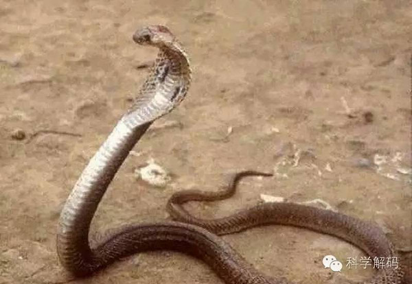 世界上没有毒性的蛇_土球子蛇毒性_毒性最强的蛇是什么蛇