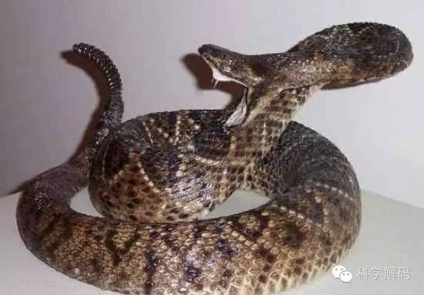 世界上没有毒性的蛇_土球子蛇毒性_毒性最强的蛇是什么蛇