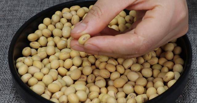 有机黄豆是转基因的吗_转基因黄豆能留种吗_转基因的黄豆长什么样子
