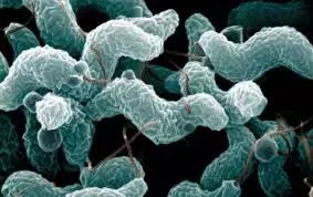 ndm1超级细菌_超级细菌是指?_致命细菌超级细菌的自述