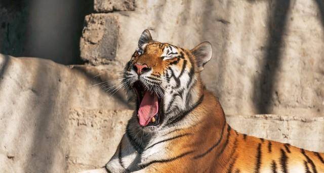 宁波动物园老虎吃人 老虎吃人后必须要击毙，为何野狼吃人后却不