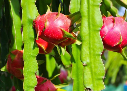 生长火龙果的植物叫什么_异质生长的自组织过程_火龙果生长过程图片